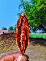 Closeup of a Dried Seed Pod A Study in Autumnal Texture and Organic Form photo