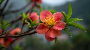 Ultra-Sharp Focused Bloom Perched on Tree Branch photo