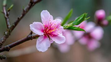 Ultra-Realistic Close-Up of Flower on Tree Branch photo