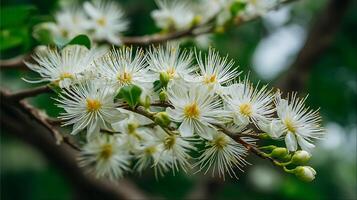 Beautiful Macro Flower with Smooth Natural Blur Behind photo