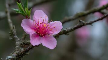Ultra-Realistic Close-Up of Flower Blooming on Tree Branch photo