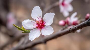 Vivid Macro of Tree Flower and Smooth Nature Bokeh photo