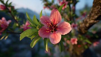 Blossom on Tree in Focus with Blurred Forest Behind photo