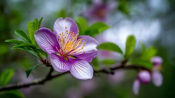 Detailed Natural Flower on Tree with Serene Blurred Scenery photo