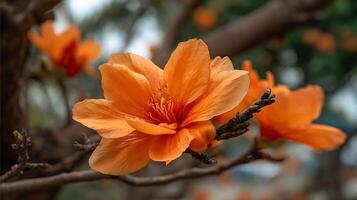 Radiant Petals on Tree with Ultra-Soft Forest Background photo