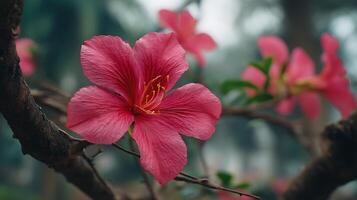 Flower in Perfect Focus on Tree with Dreamy Background photo