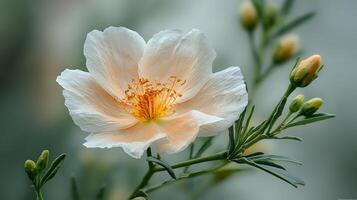 Luminous Garden Flower Imaged with Exceptional Sharpness and Depth photo