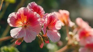 Magnified View Showcasing Delicate Petal Translucence in Sun photo