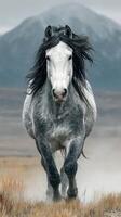 Majestic grey horse galloping across the plains with mountains in the background during a cloudy day photo