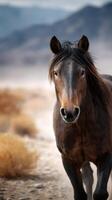 Wild horse stands confidently in a desert landscape at dusk highlighting its majestic features and surroundings photo