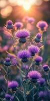 Vibrant purple flowers bloom in a sunlit meadow during early evening in late spring photo