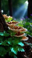 Captivating mushrooms grow near a tree stump in a sunlit forest during early morning hours photo