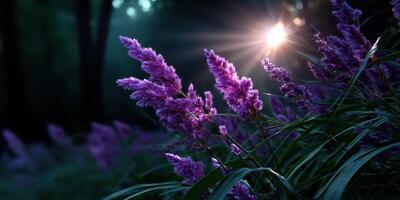 Bright sunlight pierces through dark forest highlighting vibrant purple flowers in early morning photo