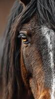 Close-up of a horse's eye revealing deep emotion and texture in natural lighting at a farm during early morning photo