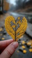 Leaf shaped like a heart held in hand on a rainy day along a roadside in autumn photo