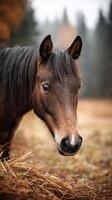 Majestic horse gazing curiously in a serene autumn meadow at dawn surrounded by soft fog and colorful foliage photo