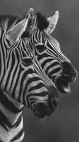 Two zebras standing close together in a natural habitat during the day, showcasing their distinctive black and white stripes photo
