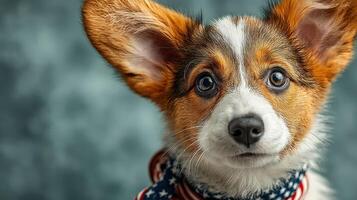 Corgi puppy with big ears and soulful eyes wearing a scarf on a blue background photo