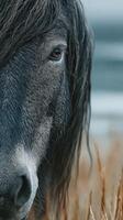 Close-up of a majestic horse's head in a grassy field on a cloudy day captures nature's beauty photo