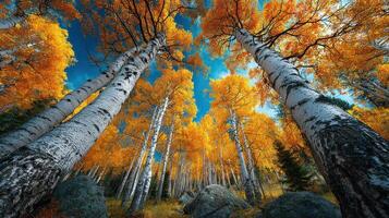 Majestic golden aspen trees surround rocky landscape under bright blue sky in autumn afternoon photo
