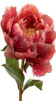 Vibrant red peony with dew drops displayed on a stem against a white background photo