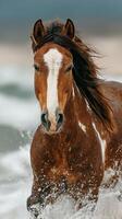 Horse galloping through ocean waves on a beach during sunset, showcasing its strength and beauty in motion photo