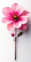 Delicate pink flower with vibrant petals and a budding companion on a neutral background photo