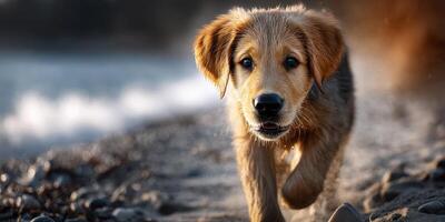 Golden retriever puppy joyfully runs along the beach at sunset, capturing the essence of carefree playfulness photo
