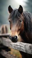 Close-up view of a brown horse looking curiously from behind a wooden fence in a serene rural setting during early morning hours photo