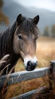 Majestic brown horse grazing near a wooden fence in a tranquil meadow during autumn photo