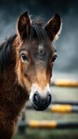 Close-up of a young horse looking curiously at the viewer in a serene farm environment during overcast weather photo