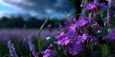 Vibrant purple flowers blooming in a lush field under an overcast sky during early morning hours in nature photo
