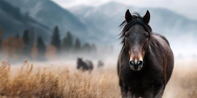 Majestic black horse standing in a misty field with mountains in the background during early morning light photo