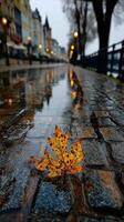 Autumn leaf resting on a wet cobblestone path reflecting city lights in the evening photo