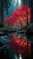 Vibrant red maple tree reflects in serene forest stream during early morning fog photo