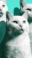 White cats pose vividly against a vibrant turquoise background showcasing their unique features and expressions photo