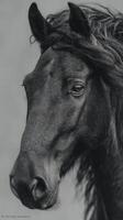 Captivating close-up of a black horse showcasing its elegant features and expressive gaze in a serene outdoor setting photo