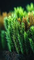 Lush green moss and vibrant foliage growing in a serene natural setting under soft lighting photo