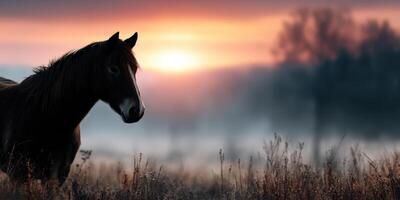 Majestic horse standing in a misty field during sunrise with vibrant colors in the sky photo