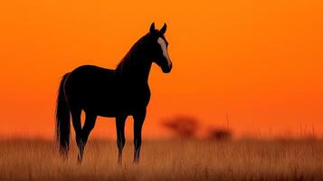 Majestic horse silhouetted against a stunning sunset in an open field with golden grass photo