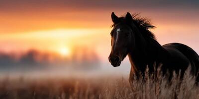 Majestic horse silhouetted against a vibrant sunset in an open field with tall grass photo