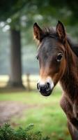 Young foal stands gracefully in a serene, green pasture surrounded by trees during a calm afternoon photo