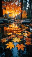 Autumn leaves float on tranquil water as golden sunlight filters through trees in a serene forest setting photo