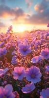 Blooming flowers in a vibrant field during sunset with colorful clouds illuminating the sky photo