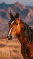 Majestic horse gazes serenely in golden meadow with mountains in the backdrop at sunset photo