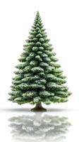 Christmas tree with snow-covered branches reflecting in white background for holiday decoration photo