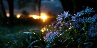 Vivid flowers illuminated by sunset glow in a serene garden landscape photo