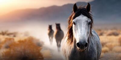 Majestic grey horse leads a group of wild horses through a desert landscape at sunset photo