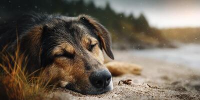 Sleeping dog on sandy beach with soft waves in the background during golden hour photo