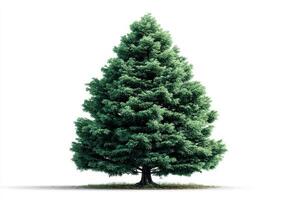 Beautiful evergreen tree stands tall against a white backdrop in a serene outdoor setting during daylight hours photo